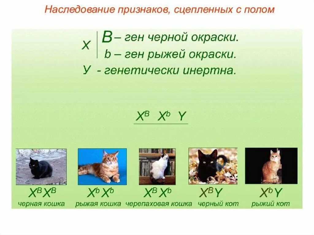 Генетика пола и наследование сцепленное. Наследование окраски шерсти у кошек. Наследование признаков сцепленных Сполом. Наследование окраски у кошек.