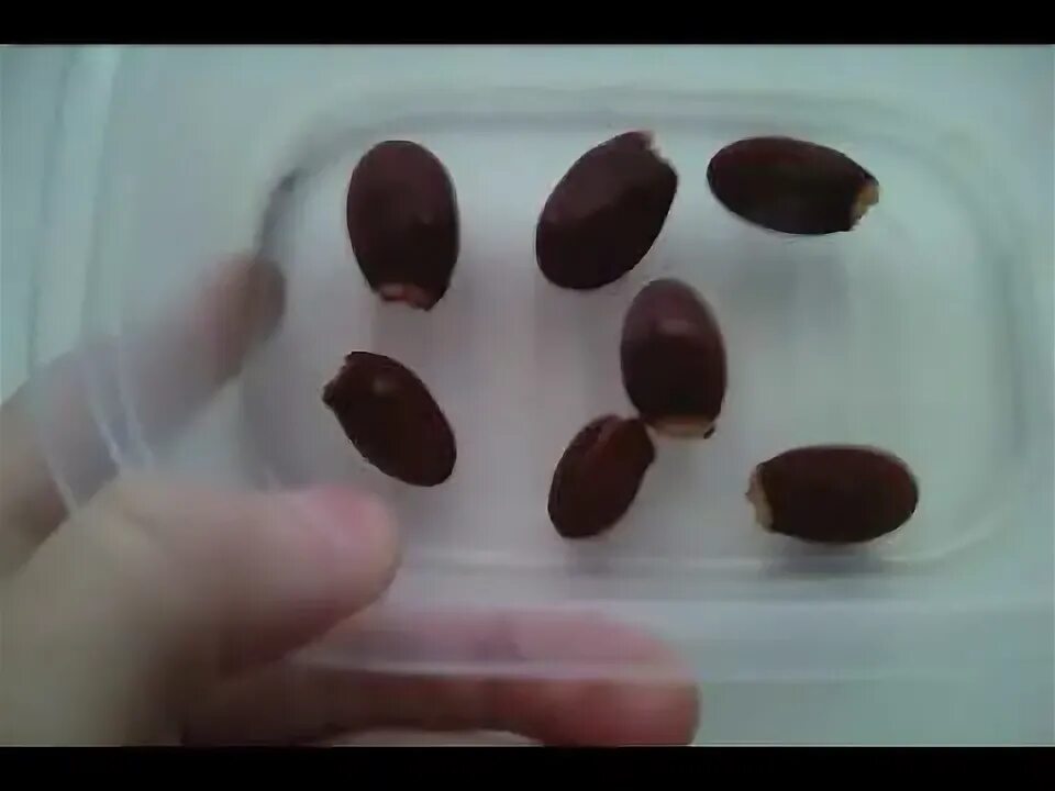 Как вырастить семена личи. Семена личи прорастить. семена личи. личи косточки с ростком. прорастить семечко личи.