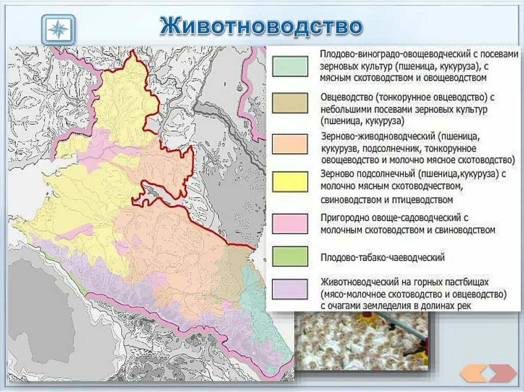 Животноводство европейского Юга. Районы скотоводства в России. Основные районы скотоводства в России. Районы скотоводства в России на карте. Направление животноводства в россии