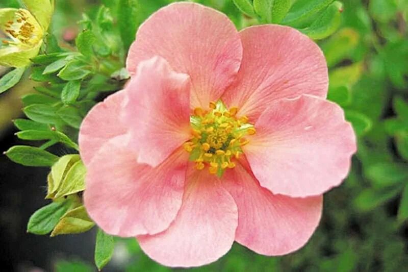 Лапчатка мэрион. Лапчатка pink queen. лапчатка кустарниковая пинк куин. лапчатка кустарниковая pink queen. лапчатка кустарниковая лавли пинк.