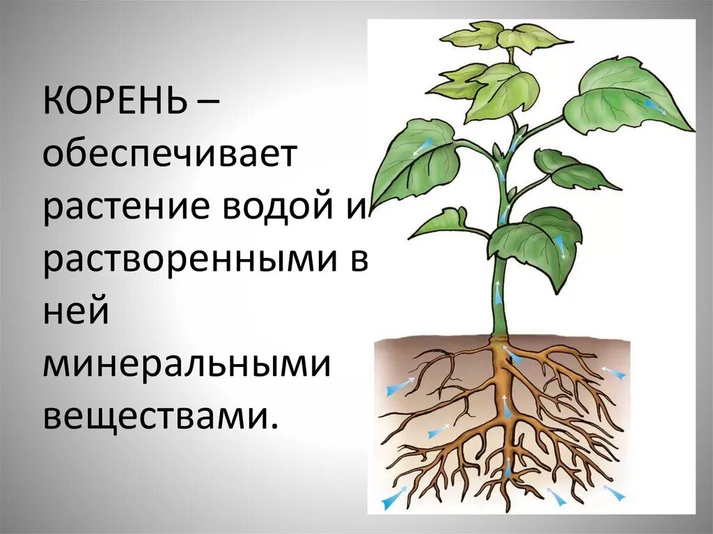 Орган растения обеспечивающий минеральное питание. Корневое питание растений схема. Почвенное питание корня растения. Минеральное и Корневое питание растений. Питание растений корни.