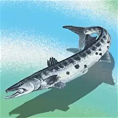 Рыба 9 букв. Морская щука 9 букв. морская щука охотящиеся с акулами 9 букв. морской хищник 9 букв.