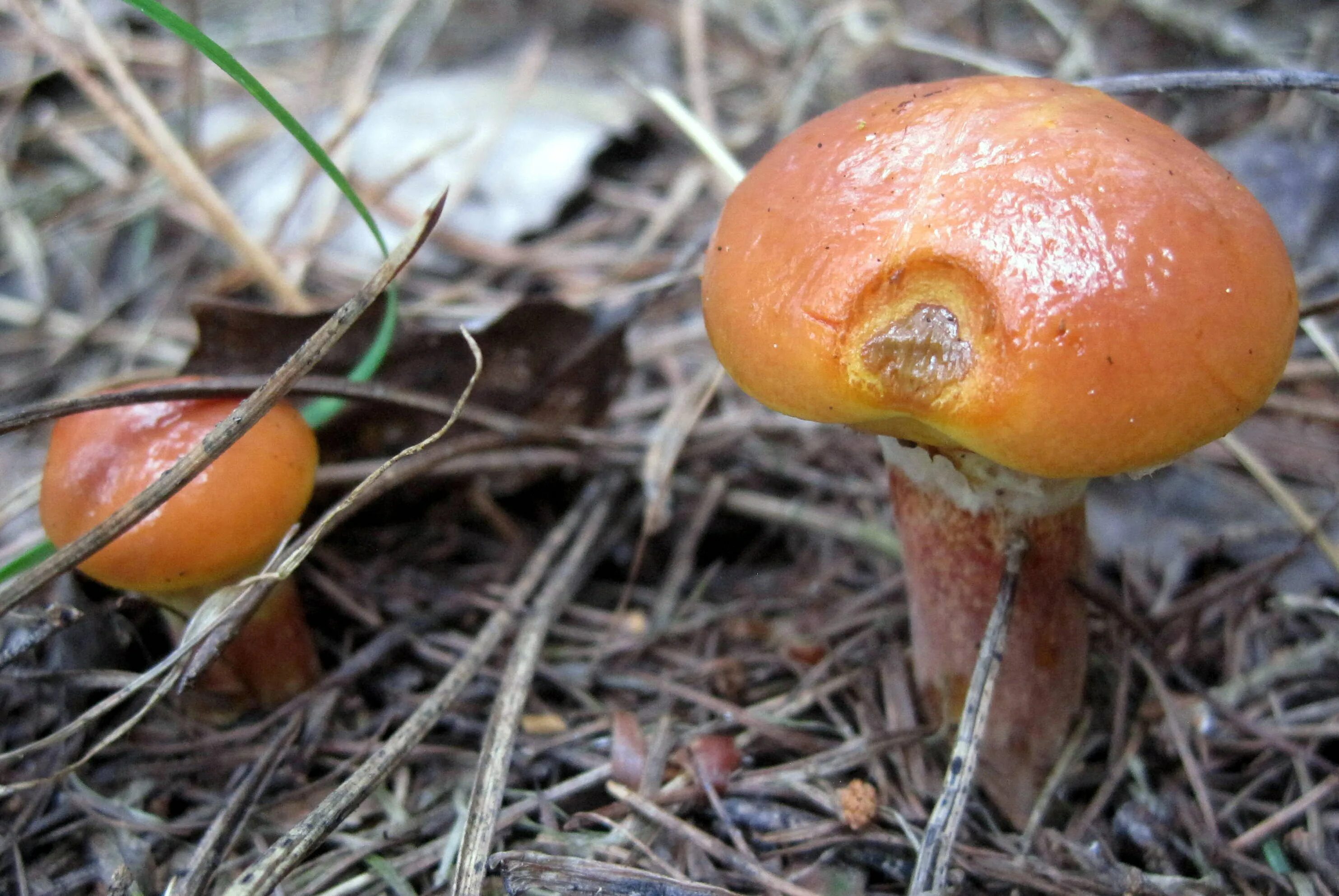 Масленок. Ложный масленок лиственничный. Suillus grevillei. Маслёнок лиственничный. Оранжевые маслята.