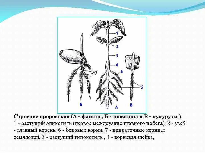 1 побег это часть корня. Проросток эпикотиль гипокотиль. Строение проростка гороха. Проросток пшеницы строение. Корневая система проростка пшеницы.