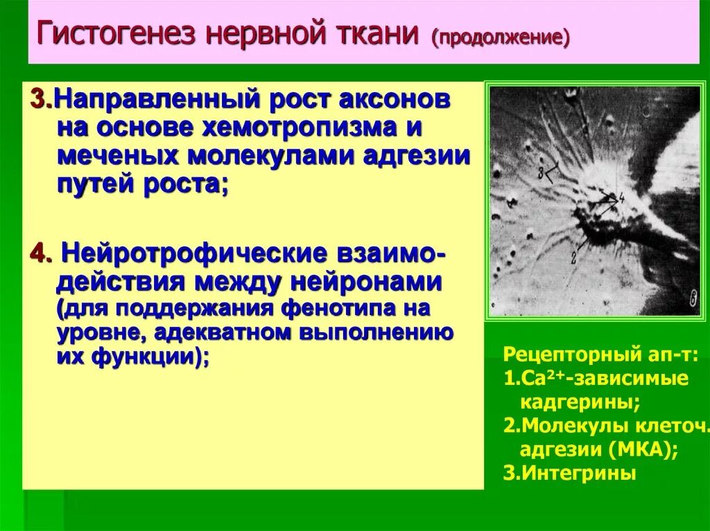 Гистогенез нервной ткани. Гистогенез и регенерация нервной ткани. постэмбриональный гистогенез нервной ткани. гистогенез нервной ткани кратко.