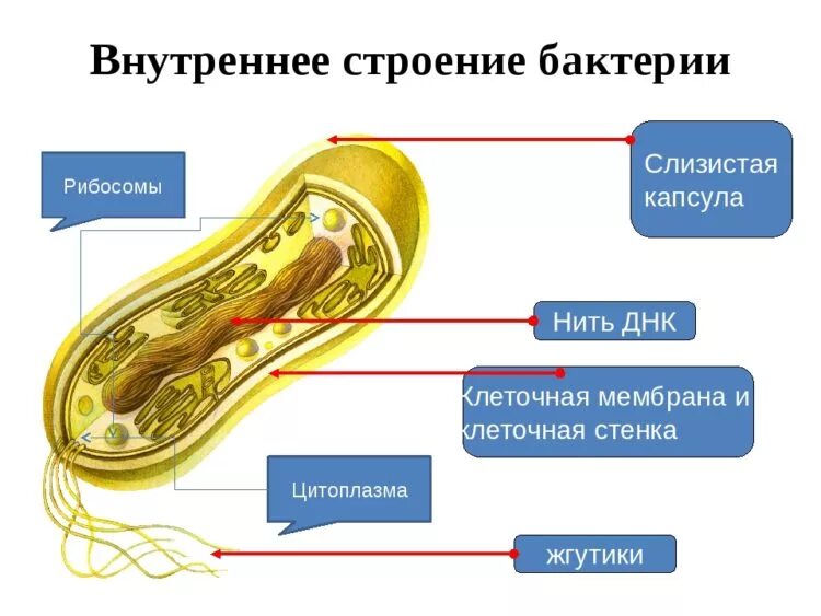 Строение бактериальной клетки 6 класс биология. Рис. 2.2. Строение бактериальной клетки. Строение бактериальной клетки 5 класс биология. Структура бактериальной клетки микробиология. Строение клетки бактерии 7 класс