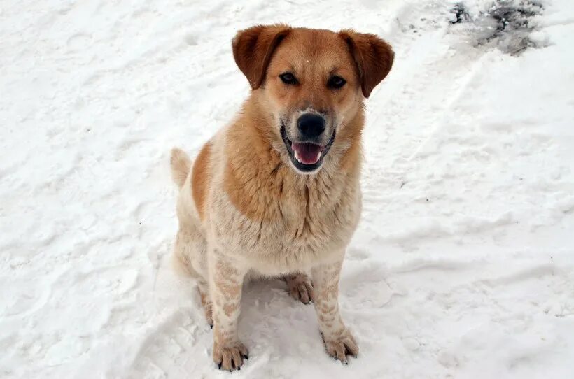 паттердейл терьер чёрный. обычных собачек. собака породы дворняга дворняжка. собачка дворняжка. беспородная собака дворняга.