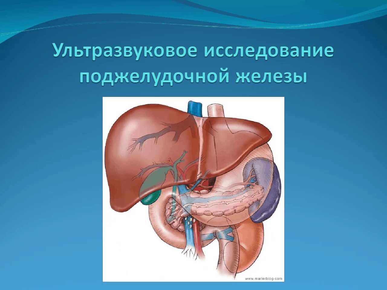 УЗИ поджелудочной железы. Ультразвуковое исследование поджелудочной железы. Исследование поджелудочной железы на УЗИ. УЗИ анатомия поджелудочной железы.