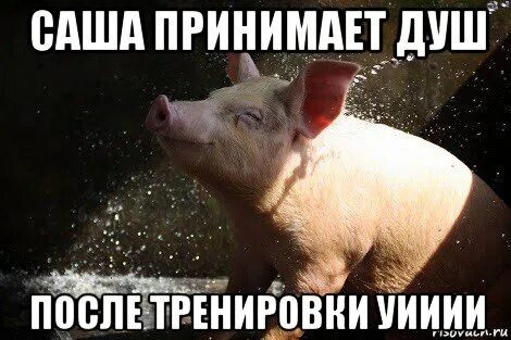 Свинья мем