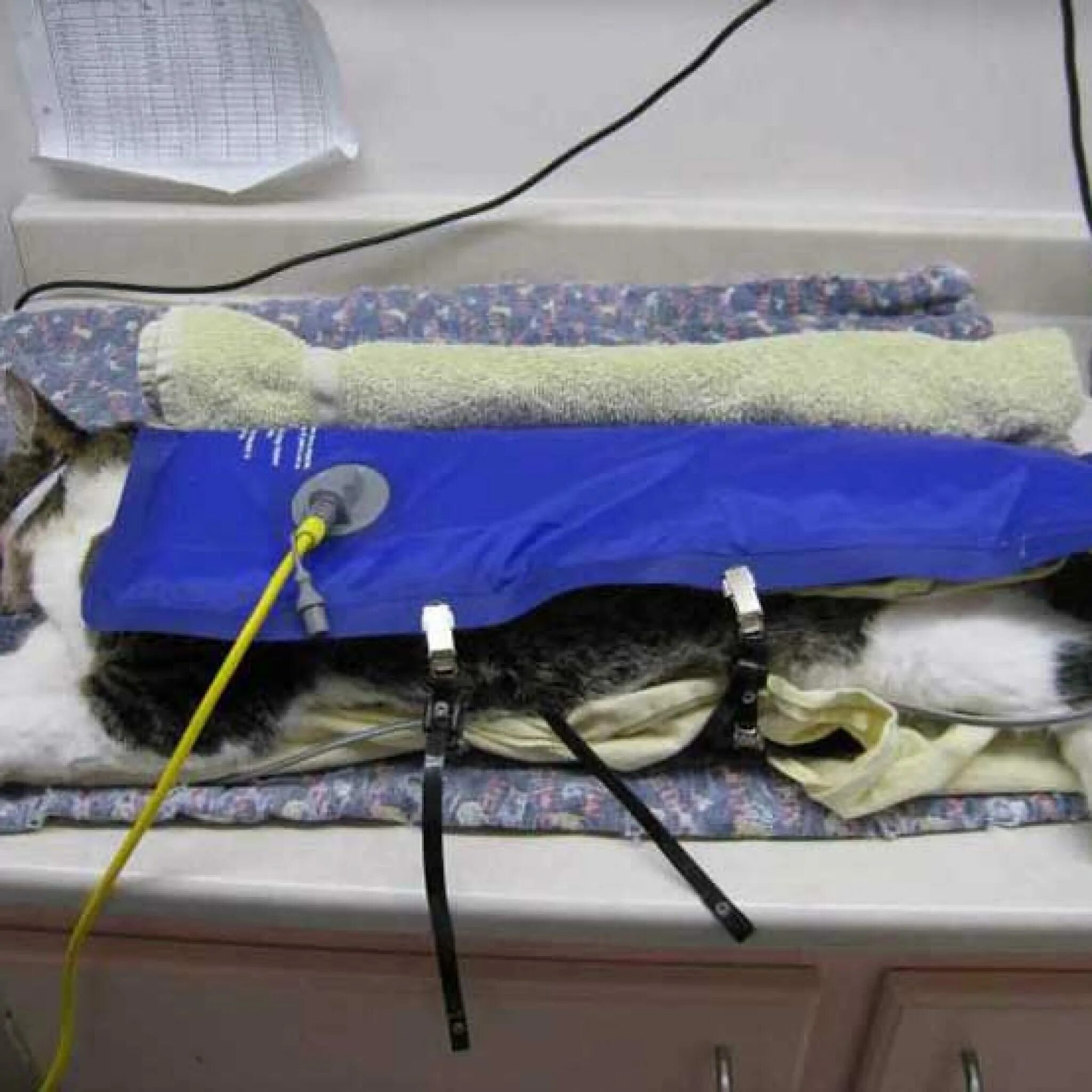 Сколько времени кошка отходит после наркоза. Стерилизация кошки операция. Стерилизация кошек и послеоперационный. Кошка после наркоза после стерилизации.