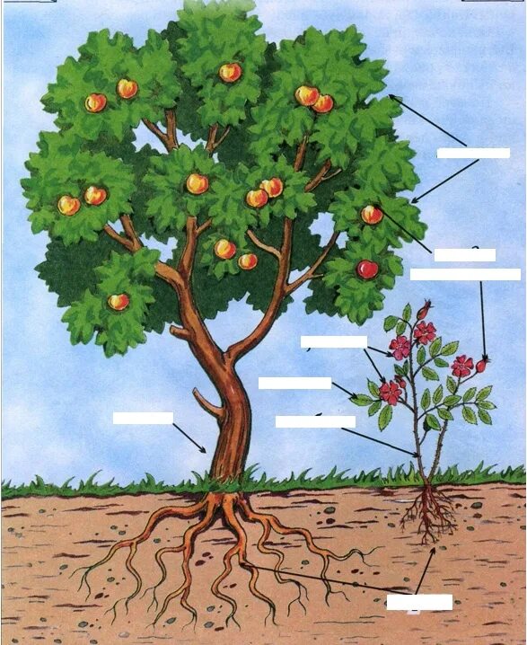 3 корня 1 ствол. Части дерева яблоня. Яблоня части растения. Строение дерева для детей. Строение растения дерево.