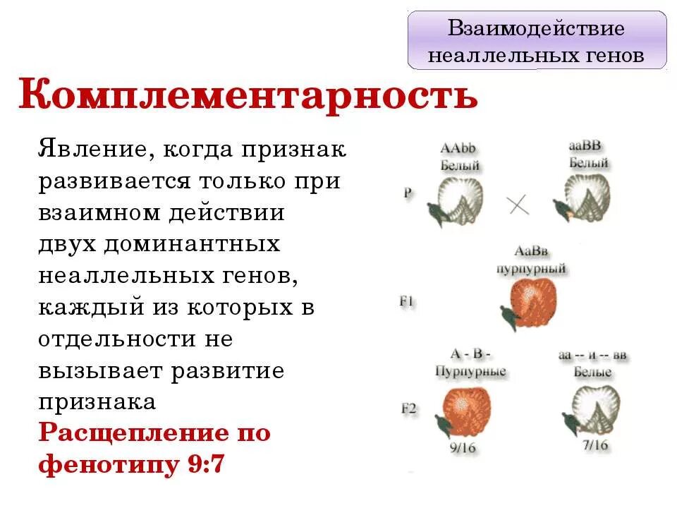 Взаимодействие генов презентация. Комплементарное взаимодействие схема расщепления. Комплементарность взаимодействие генов расщепление. Типы взаимодействия неаллельных генов таблица. Формы взаимодействия неаллельных генов.