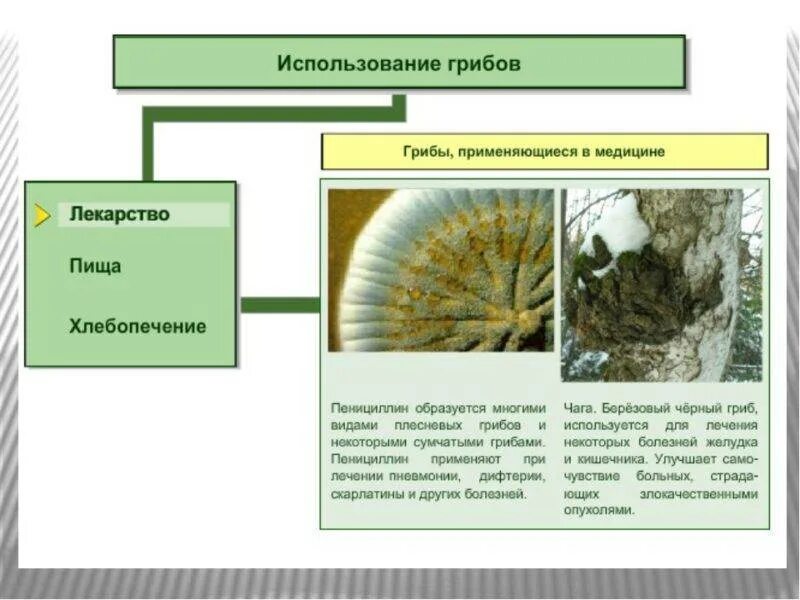 Применение грибов в жизни человека. Грибы практическое применение. Как человек использует грибы. Плесневые грибы человек использует. Практическое использование грибов.