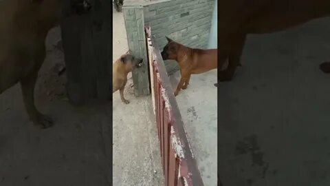 За дверью тревожно залаяла собака инженер