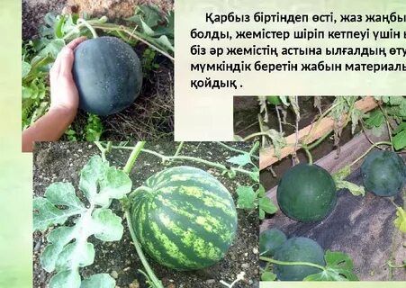 Жапондық стюардессалар лесбиянка порно