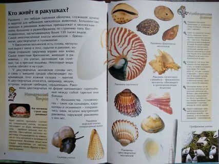 Книга ракушек