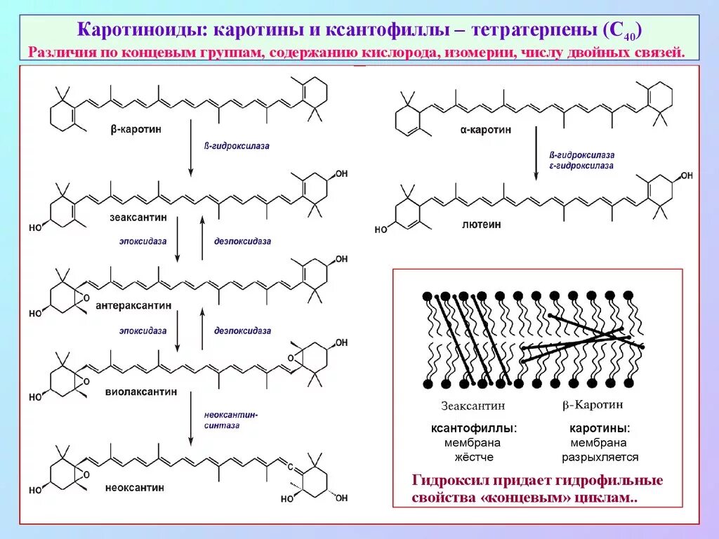 Пигмент каротиноиды. Каротиноиды структурная формула. Каротин строение. Ксантофилл формула химическая. Химическое строение каротиноидов.