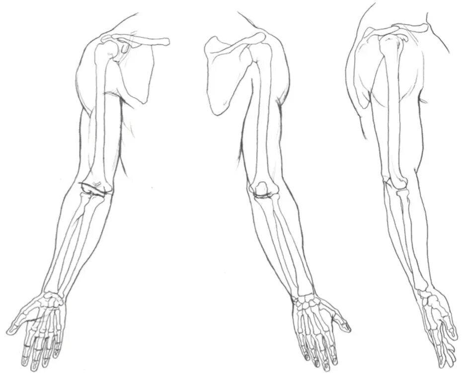 Строение руки рисунок. Анатомия руки. Рисунок руки человека. Анатомия человека для рисования руки. Руки для рисования от плеча.