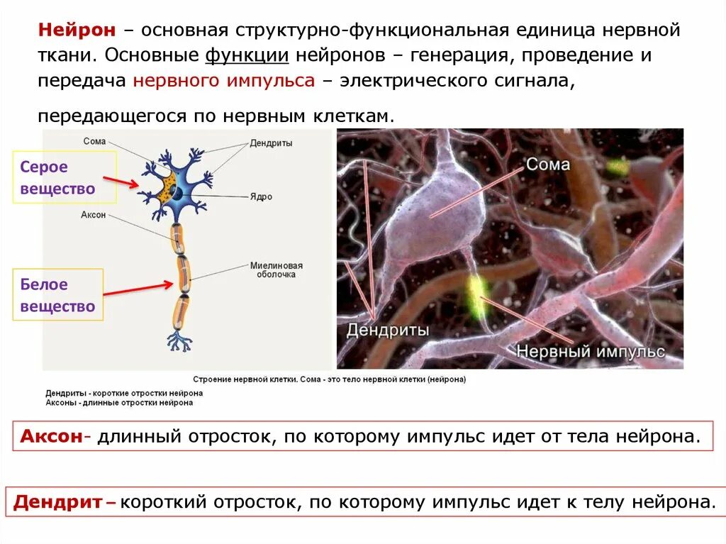 Строение нейрона белое вещество серое вещество. Тело клетки являющейся основной структурной единицей нервной ткани. Функциональная единица нервной ткани. Структура и функции нейронов.