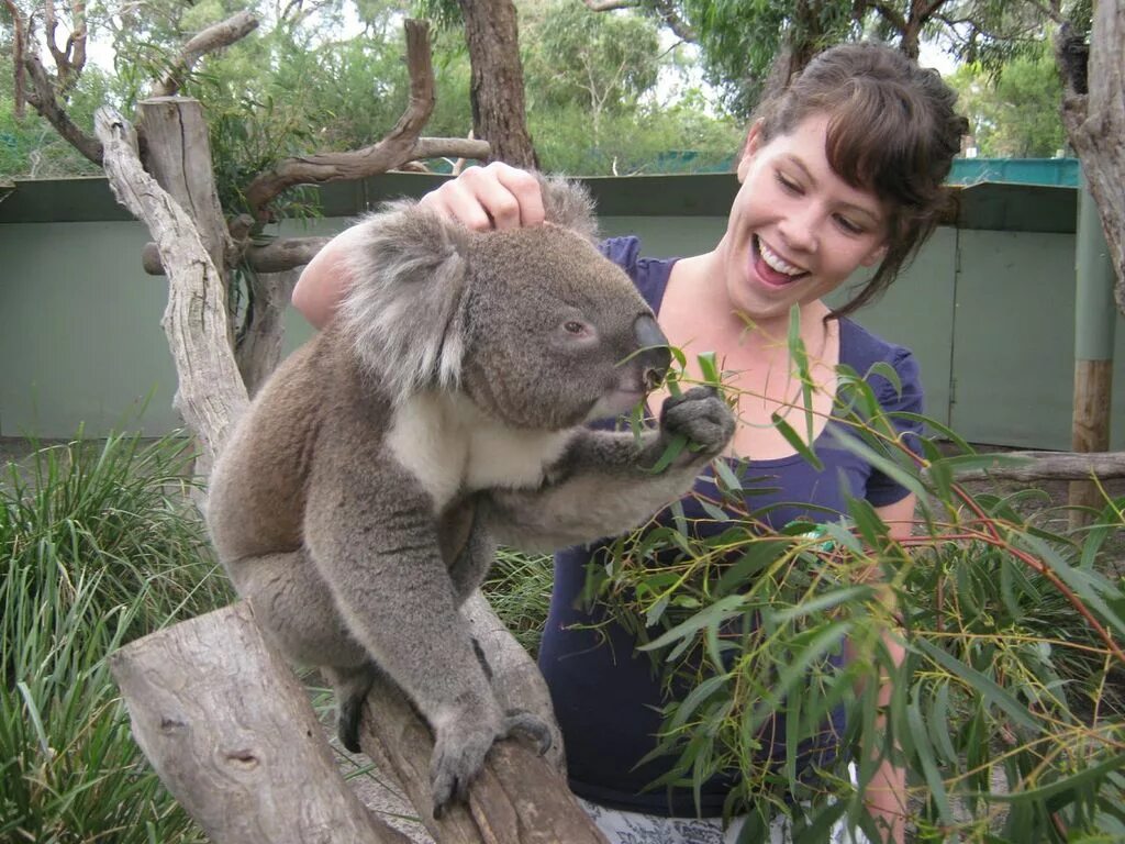 Коала в зоопарке. Коала парк в Австралии. Мельбурнский зоопарк коала. Коала в заповеднике.