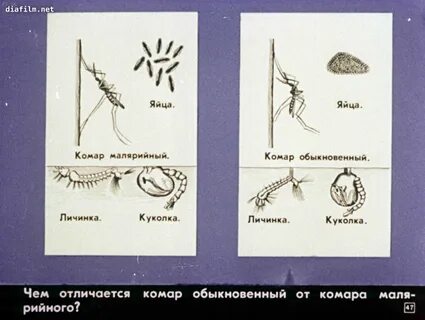 Тип развития малярийного комара