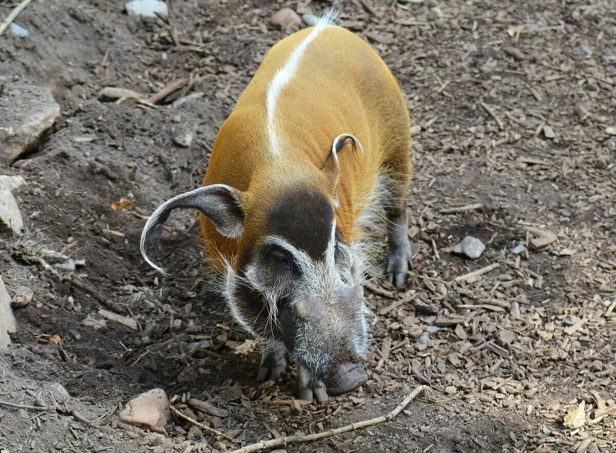Африканская кистеухая (речная) свинья. Речная кистеухая свинья. Red river hog. Кистеухие свиньи. Африканская кистеухая.