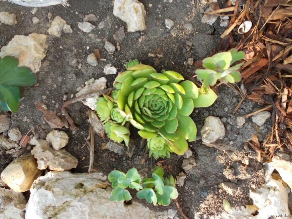 Молодило выращивание. Молодило живучка. Sempervivum caucasicum.