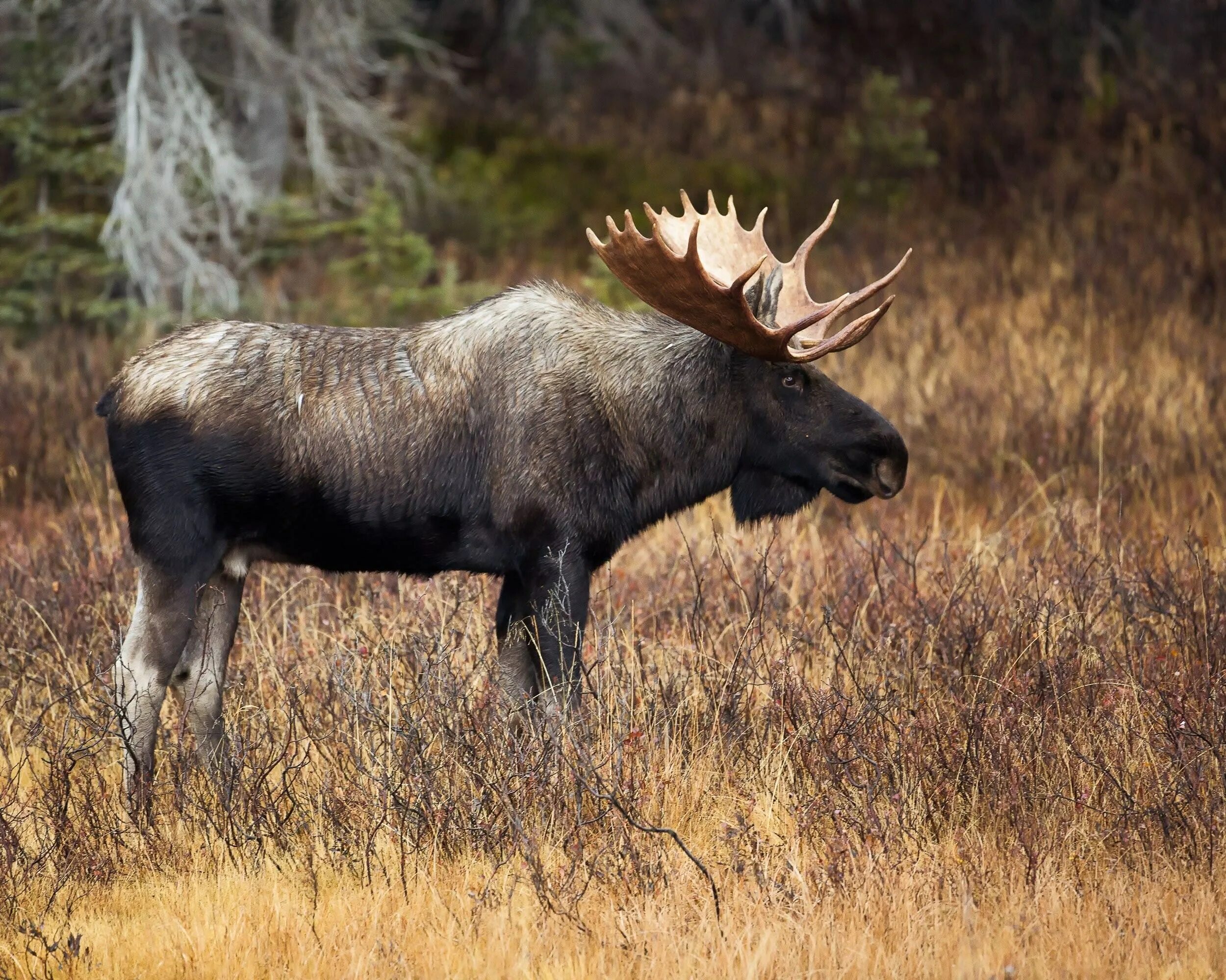 Европейский Лось alces alces. Лосиха Сибирская. Сохатый Лось. Сибирский Сохатый.