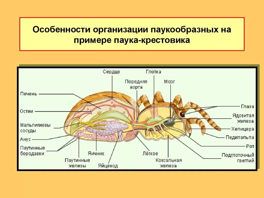 Характерные особенности класса паукообразные. Строение нервная система паукообразных 7 класс биология. Класс паукообразные строение паука. Мальпигиевы сосуды паука. Выделительная система паукообразных 7 класс биология.