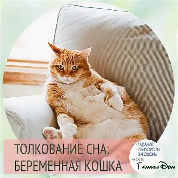 Сон беременной котенок. Беременный котенок приснился. видеть во сне беременную кошку. беременная кошка сонник. сонник кошка снится беременной.