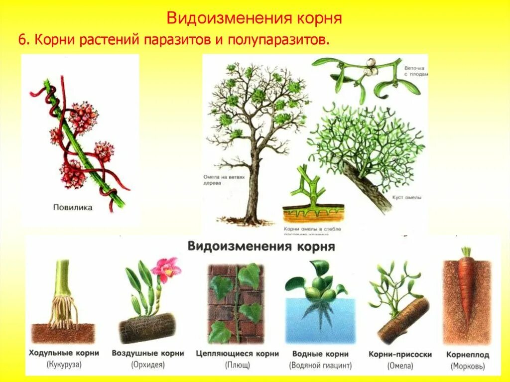 Растений являются видоизмененными корнями. Растения с видоизменёнными корнями. Видоизмененные корни растений.