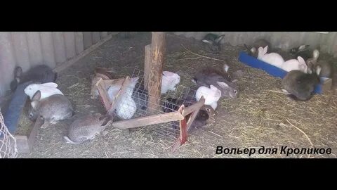 Кролики содержания видео