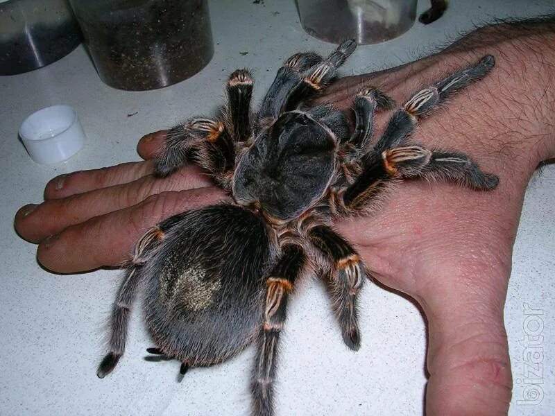 Паук Тарантул птицеед. Grammostola aureostriata. Паук птицеед домашний. Брахипельма Ауратум.