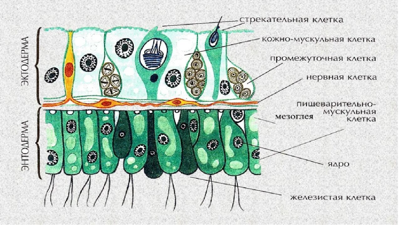 Кожно мускульные клетки. Строение эктодермы и энтодермы гидры. Гидра строение Экто и энтодермы. Строение эктодермы гидры. Клетки эктодермы и энтодермы гидры.