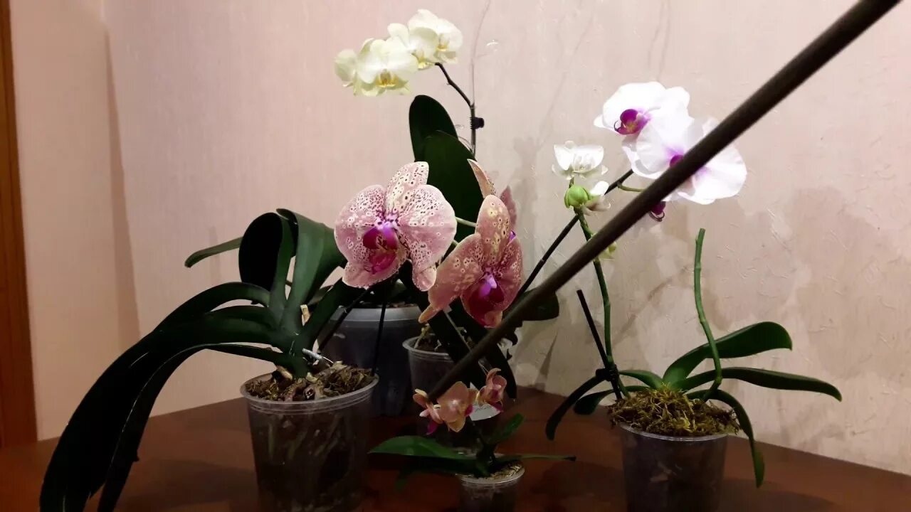 Пересадка цветущей орхидеи. Начало цветения орхидеи. Орхидея начало цветения фото. Пересадка орхидеи. Пересадить цветущую орхидею.