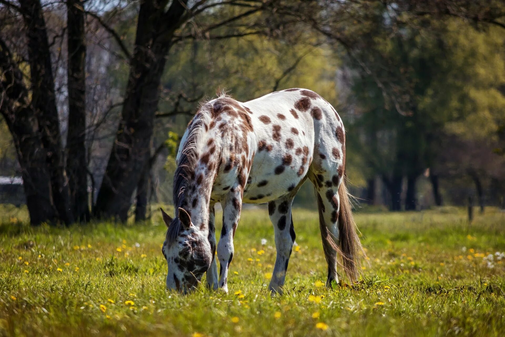 Called horse. Аппалуза лошадь. Аппалуза белый. Серная Аппалуза лошадь. Аппалуза и серая лошадь.