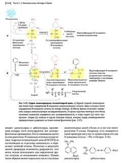 Строение белка биохимия