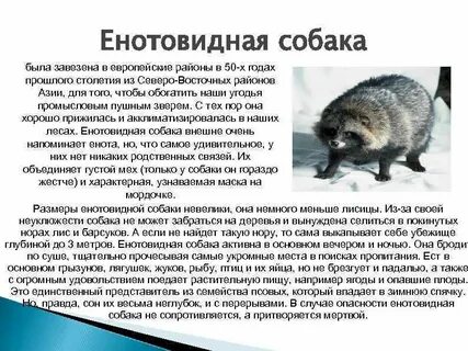 Енотовидная собака развитие с метаморфозом