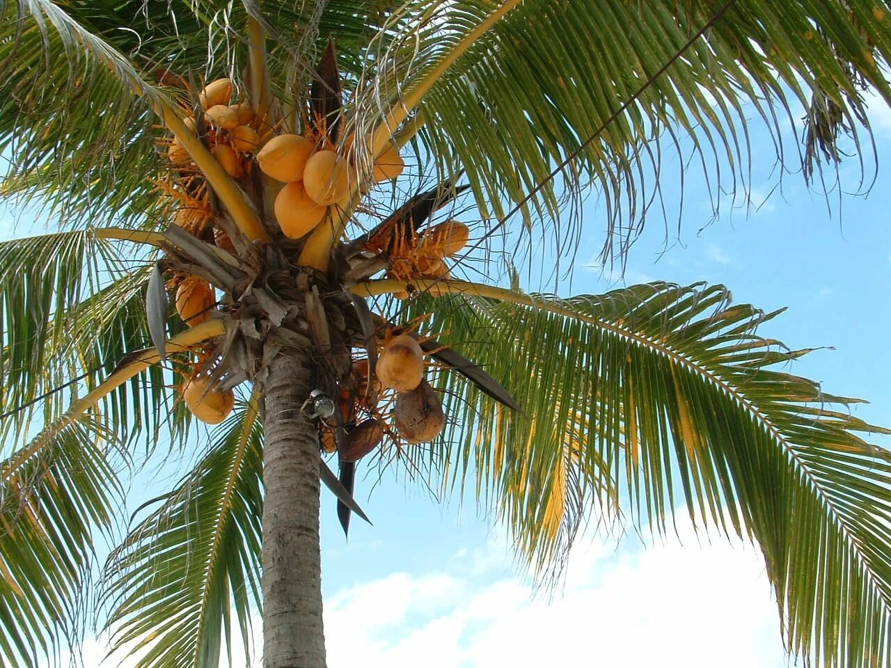 Palma. Кокосовая Пальма. Кокосовая Пальма (Cocos nucifera). Монако кокосовые пальмы. Кокосовые пальмы в Танзании.