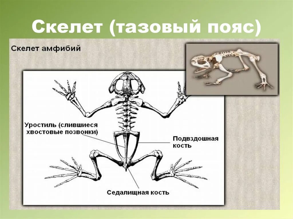 Кости передней конечности земноводных. Пояс задних конечностей у амфибий. Строение поясов конечностей лягушки. Строение тазового пояса лягушки. Тазовый пояс амфибий.