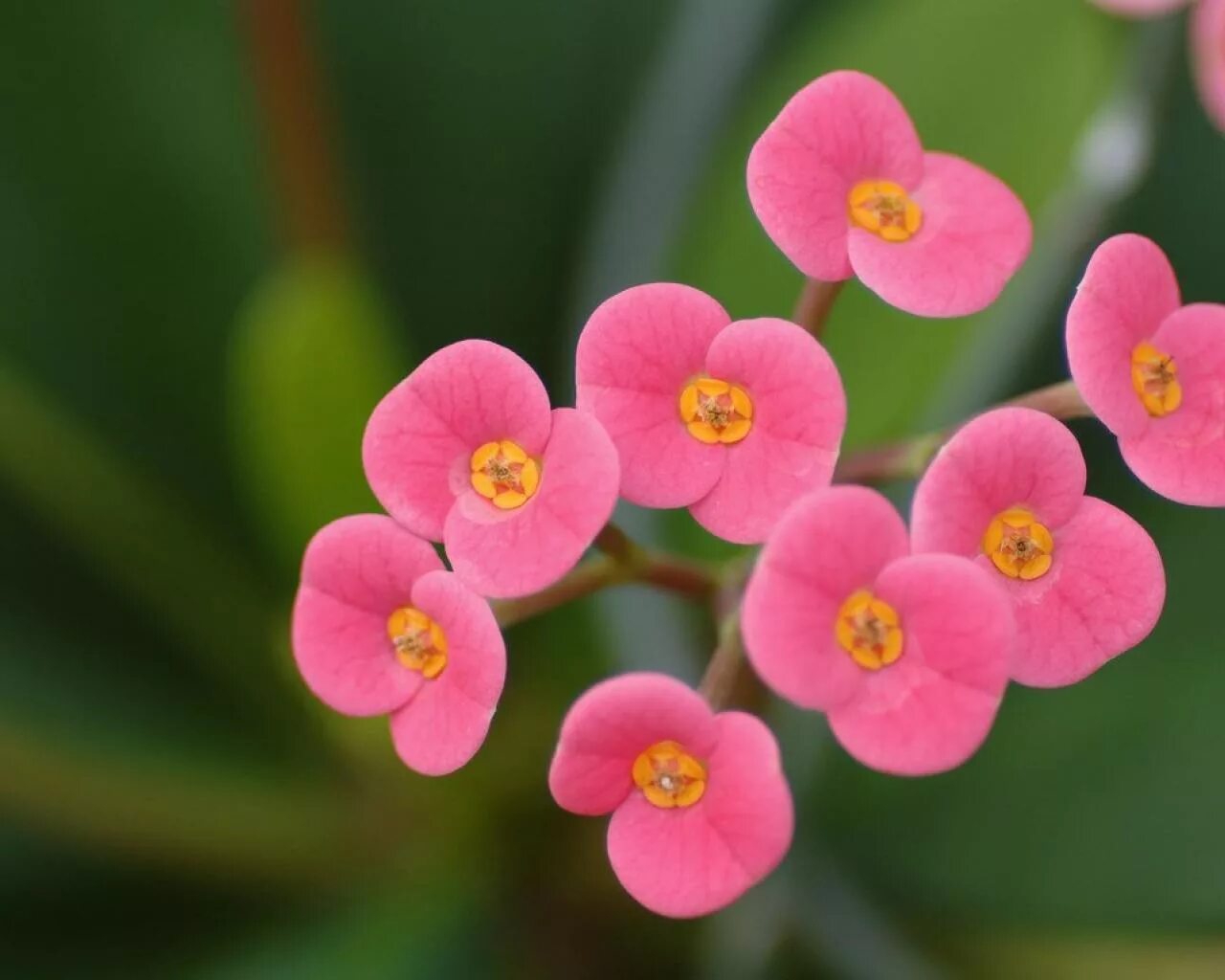 Small цветы. 20 Цветы. Flowers small image. Small Flower Plot.