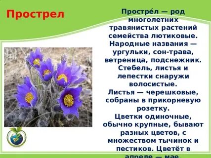 Роды травянистых растений