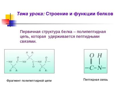 Характеристика белков биология 9 класс