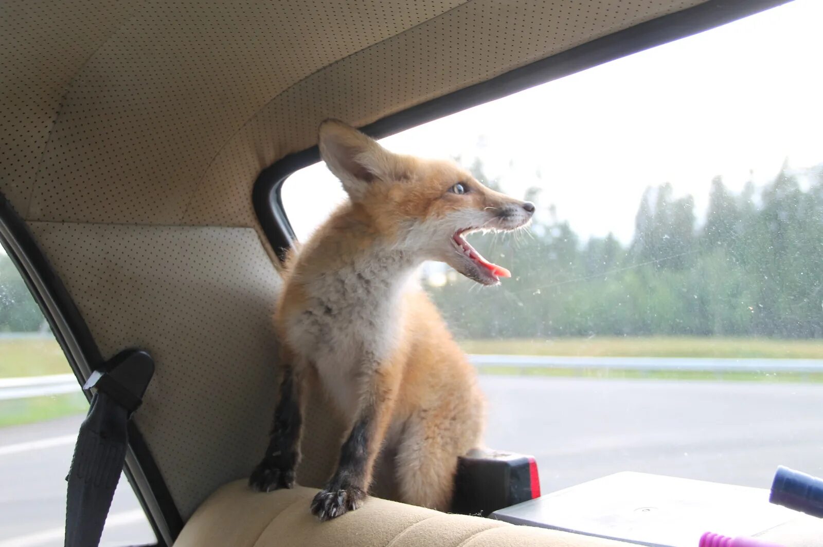 Pin on Foxes Pet fox, Animals, Happy animals