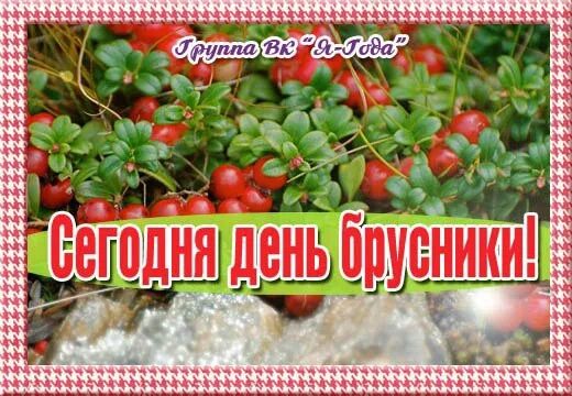 Брусника в тайге фото. Сбор брусники. День брусники 3 октября картинки. Брусника в живописи. День брусники 3 октября картинки.