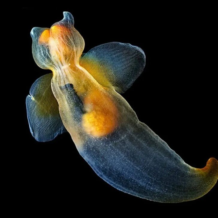 Клион морской ангел. Беспозвоночное морской ангел 6 букв. Северный клион морской ангел. Беспозвоночное морской ангел 6 букв. Морской ангел.
