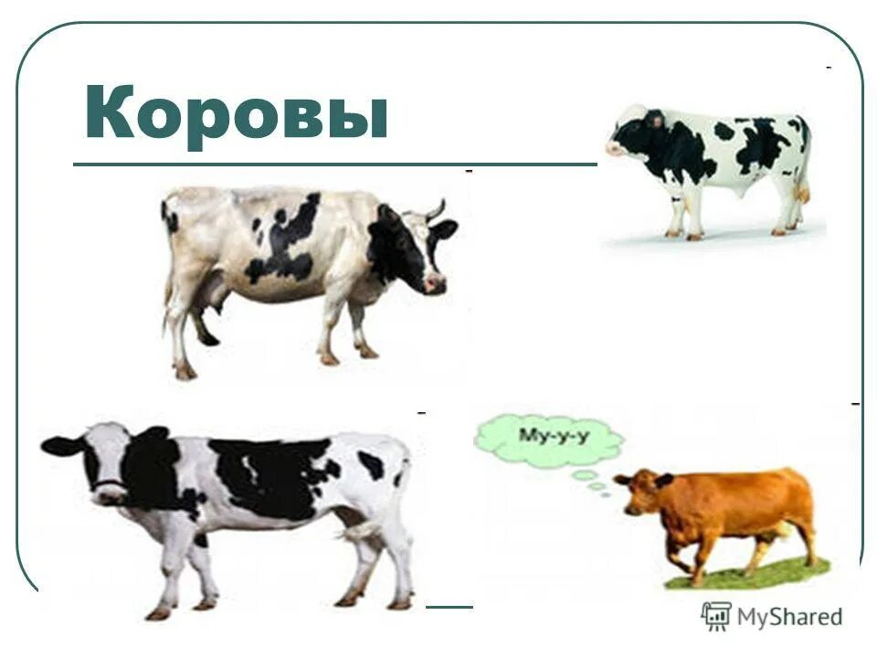 корова и кошка. корова и собака. корова и щенок. парень с коровой. сельскохозяйственные животные на белом фоне.