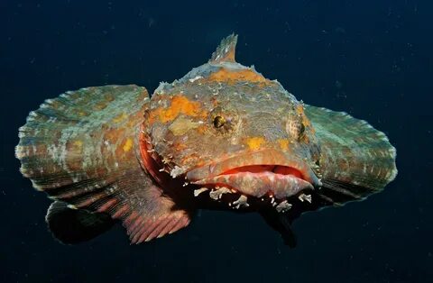 Рыбы японского моря