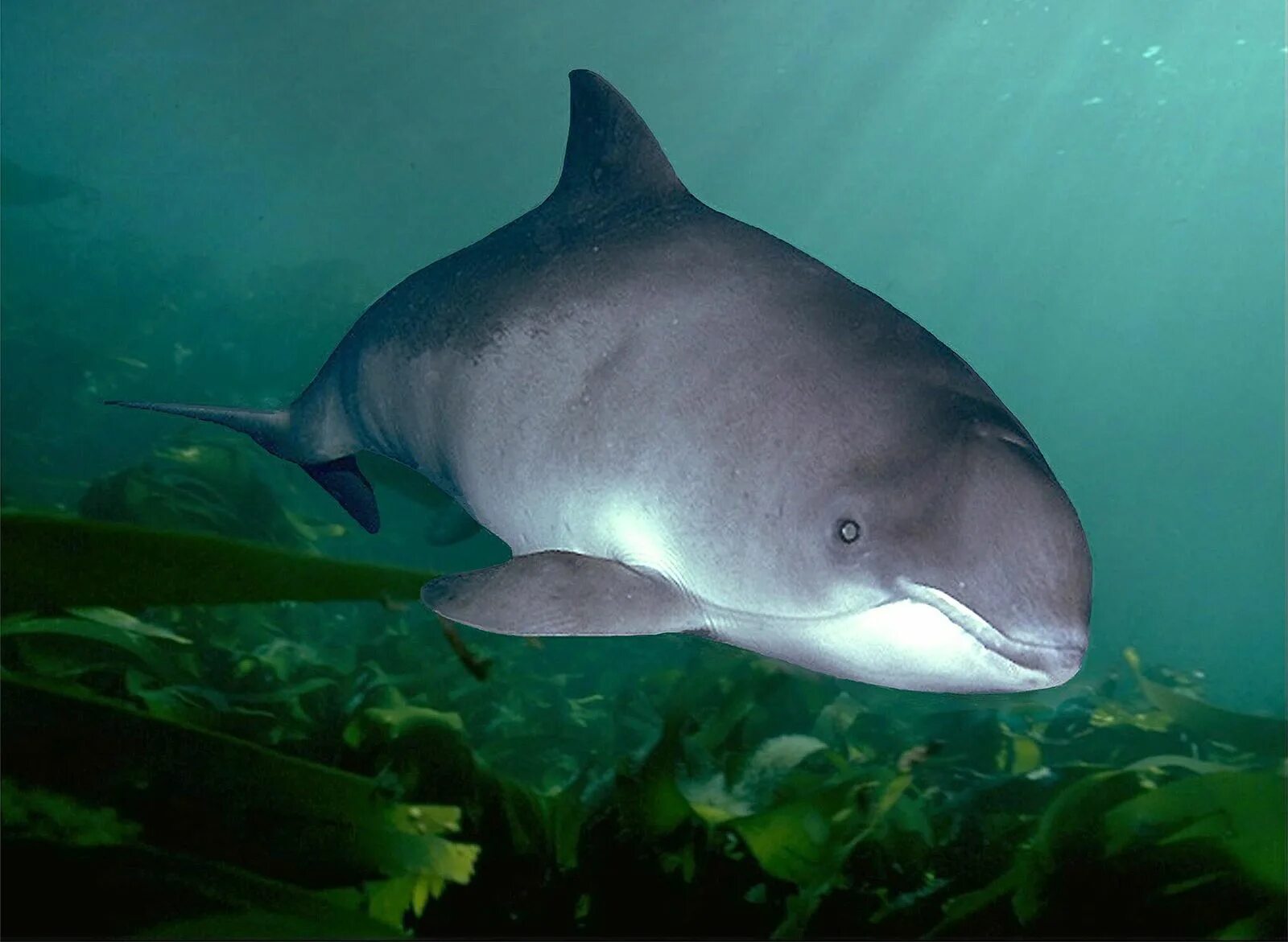 черноморская морская свинья азовка. черноморская морская свинья азовка. азовский дельфин азовка. азовский дельфин азовка. морская свинья азовка.