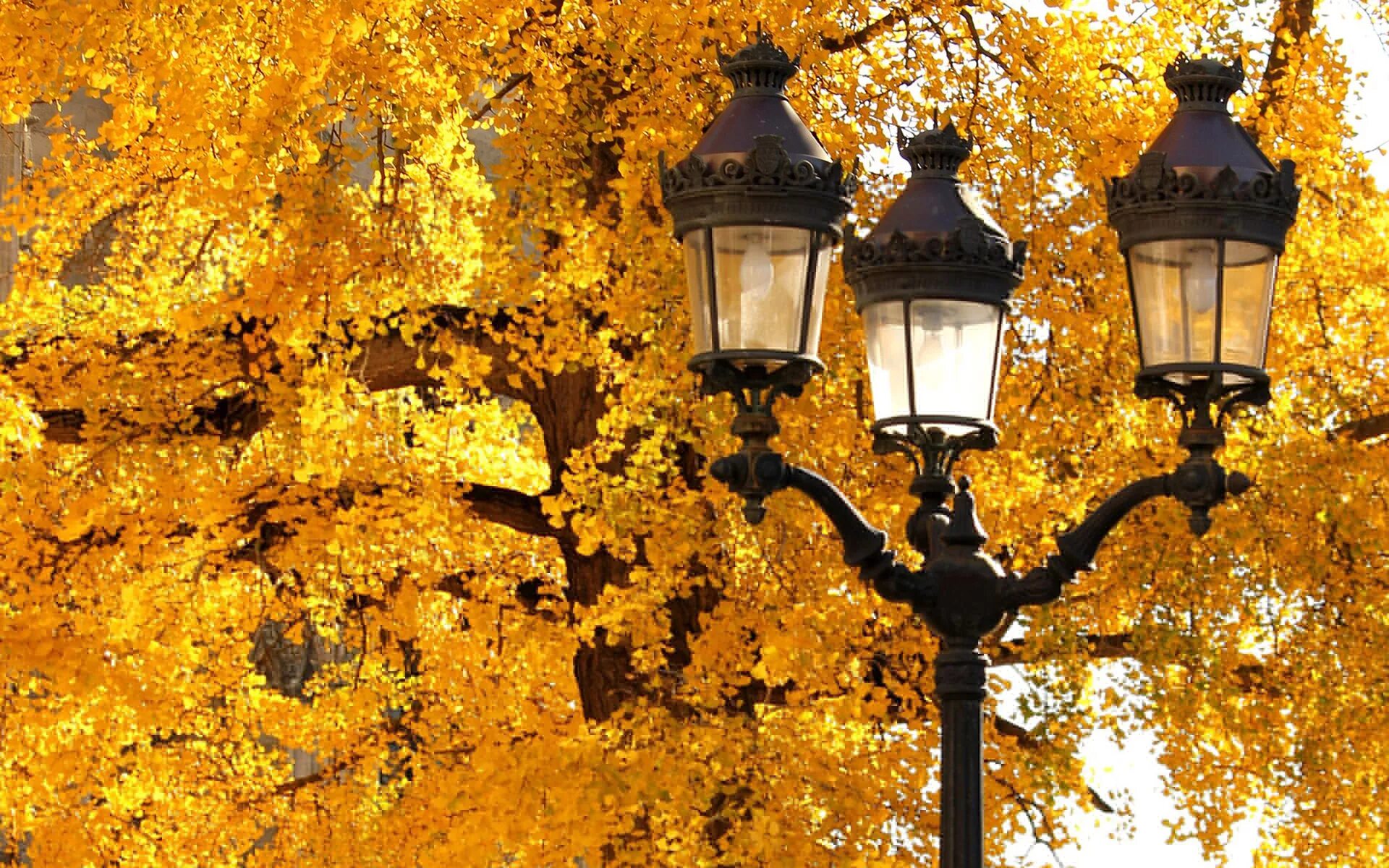 Доброй ночи осенний сквер. Осенний парк с фонарями. Осенняя ночь. Осень фонарь. Осенний вечер.